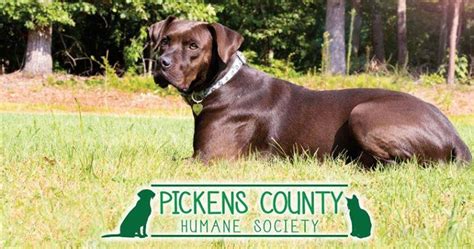Pickens county humane society - Pickens County SC Animal Shelter provides temporary shelter, care, and humane treatment of stray and seized Domestic animals, from the Pickens County Sheriff’s …